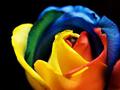 &nbsp;

Fot. 3.
Tęczowe róże, autor: Lucy Roberts from Bartlesville, OK, źródło:
http://en.wikipedia.org/wiki/File:Rainbow_Rose_(3366550029).jpg dostęp z dnia
18.03.2014

